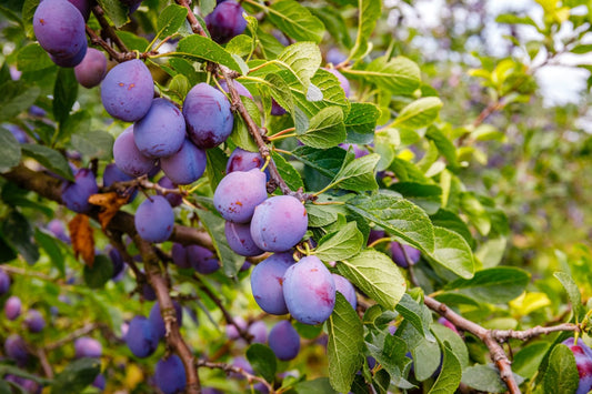 Plum Cashmere