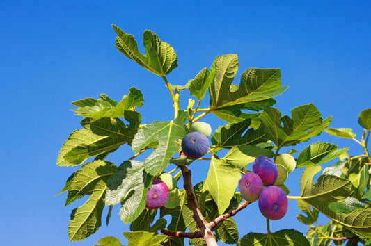 Fig Orchard