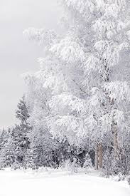 Frosted Birch