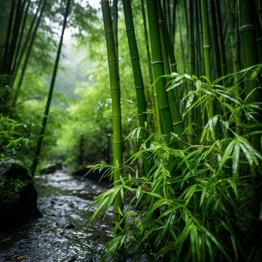 Bamboo Oasis