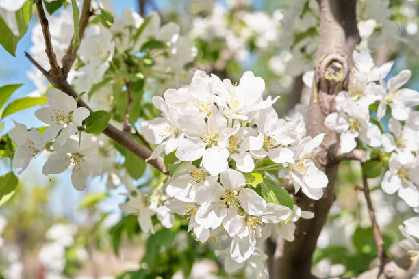 Pear Blossom